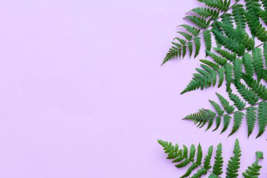 pembe arka planda eğrelti otu yaprakları