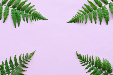 pembe arka planda eğrelti otu yaprakları