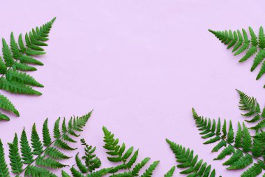 pembe arka planda eğrelti otu yaprakları