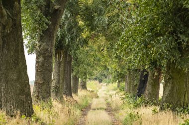 Gündüz yeşil ağaçlarla çevrili yolun manzarası 