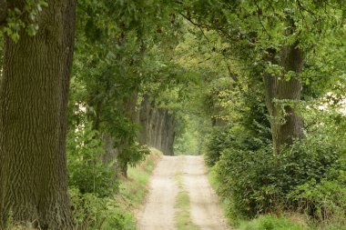 Gündüz yeşil ağaçlarla çevrili yolun manzarası 