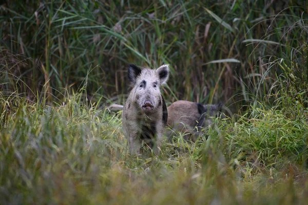 Wild hog standing in green grass at daytime