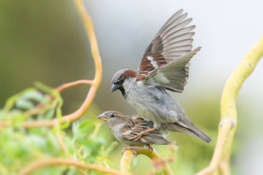 House Sparrow, Passer domesticus. Male and female pairing. clipart
