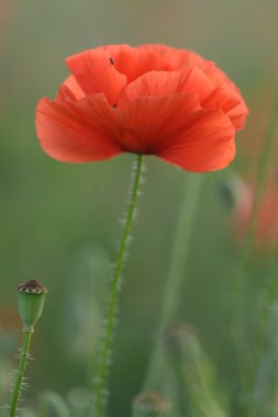 Mısır Tarlası Poppy Çiçekleri Baharda Papaver rhoeas