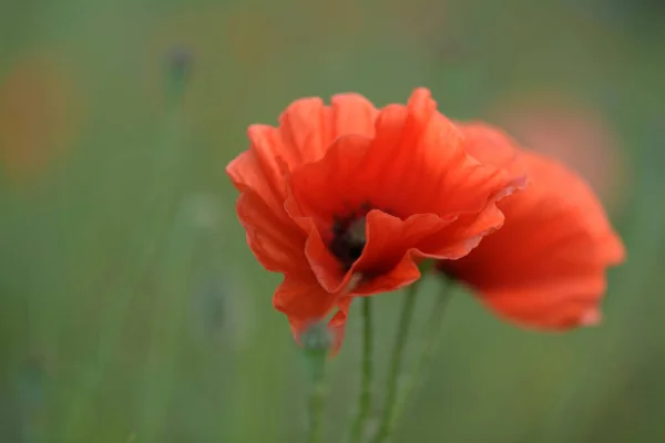 Mező Kukorica Mák Virágok Papaver Rhoeas Tavasszal — Stock Fotó