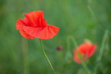 Mısır Tarlası Poppy Çiçekleri Baharda Papaver rhoeas
