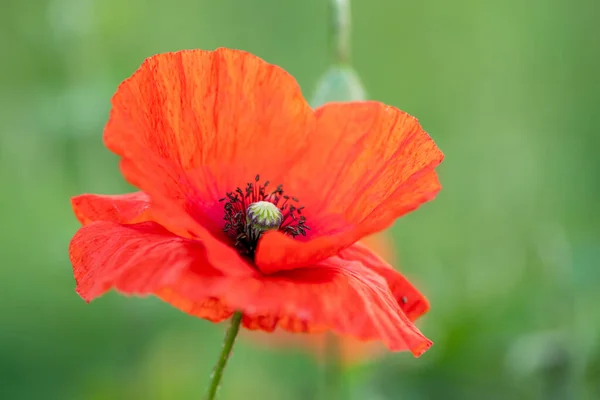 Mező Kukorica Mák Virágok Papaver Rhoeas Tavasszal — Stock Fotó