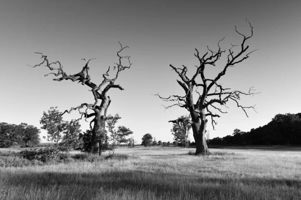 Krajobraz Parku Stare Drzewa Czarno Białe Fotografie — Zdjęcie stockowe