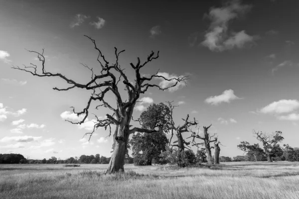 Krajobraz Parku Stare Drzewa Czarno Białe Fotografie — Zdjęcie stockowe