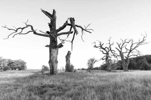 Parkın Manzarası Yaşlı Ağaçlar Siyah Beyaz Fotoğraf — Stok fotoğraf