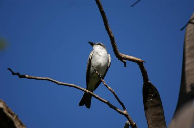 Doğal ortamlarında kuşların fotoğrafları.