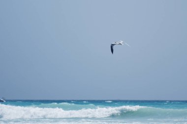 mavi gökyüzünde martılar deniz üzerinde sinek