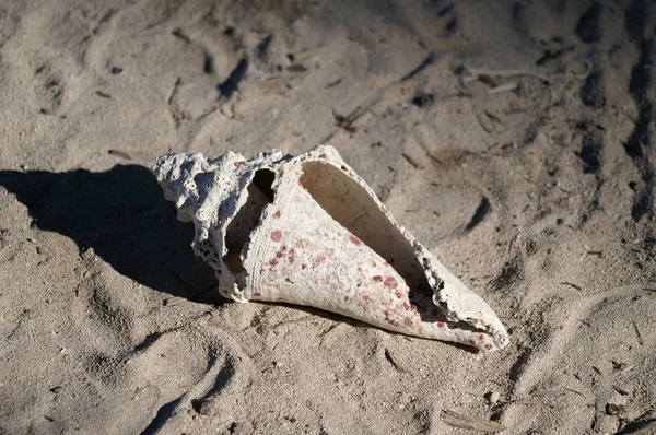 Раковина Песчаном Пляже — стоковое фото