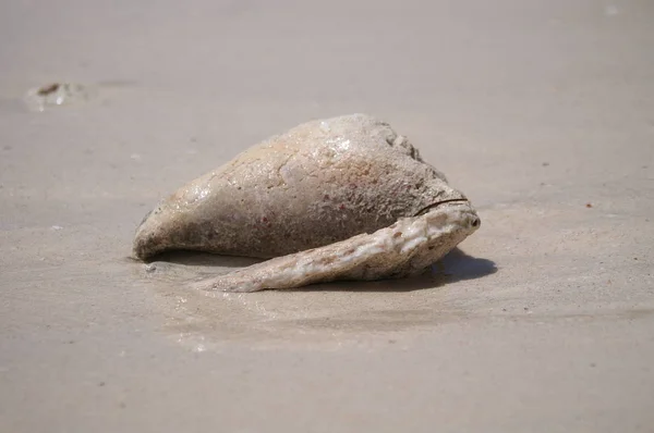 Раковина Песчаном Пляже — стоковое фото