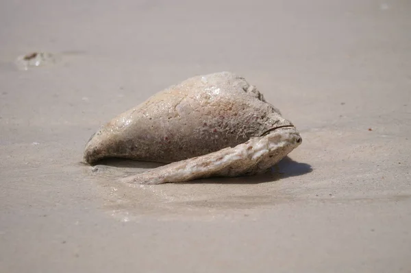 Coquille Sur Une Plage Sable — Photo