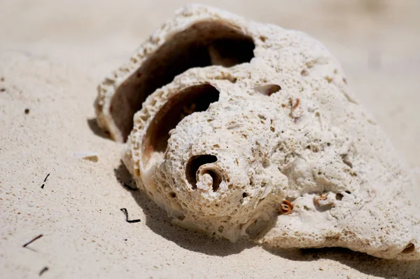 Shell Uma Praia Arenosa — Fotografia de Stock