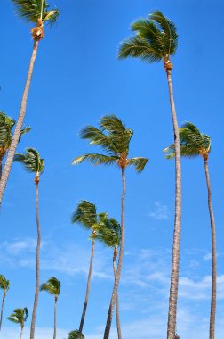 Bavaro Punta Cana plaj Dominik Cumhuriyeti tropikal Cennet