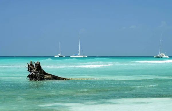 Caribbean sea, waves, tropical beach, snag