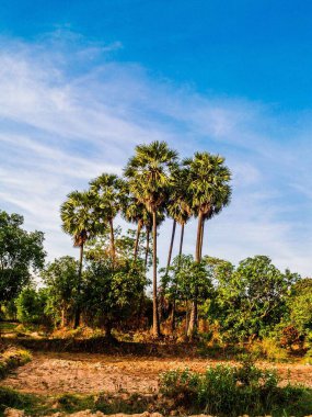 Şeker palmiyesi basit arkaplan