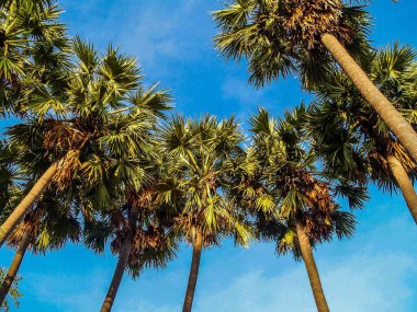 Şeker palmiyesi basit arkaplan