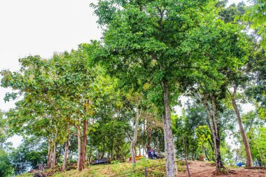 Phu Bor Bid, Loei, Tayland 