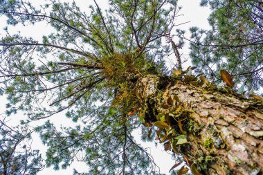 Phurua Ulusal Parkı, Loei Tayland