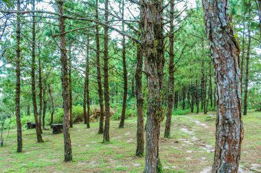 Phurua Ulusal Parkı, Loei Tayland