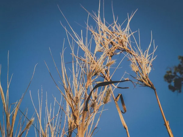 Herbe Fleur Sauvage Fond Simple — Photo