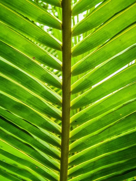 Natürliche Kokosnuss Hinterlässt Einfachen Hintergrund — Stockfoto