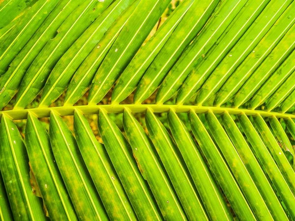 Naturliga Kokosblad Enkel Bakgrund — Stockfoto