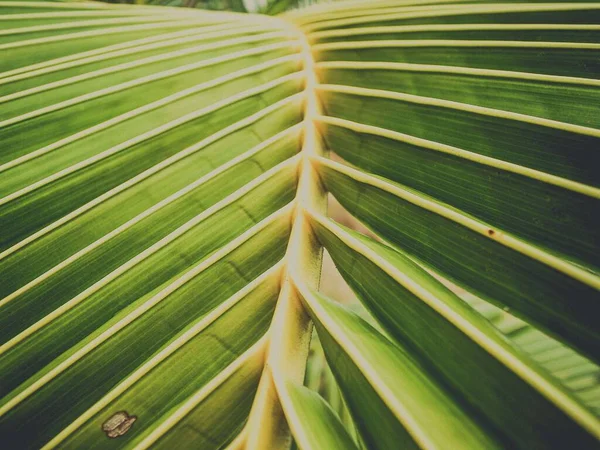 天然ココナッツはシンプルな背景を残します — ストック写真