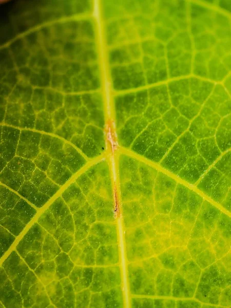 Green Leaf Background Simple Background — Stock Photo, Image