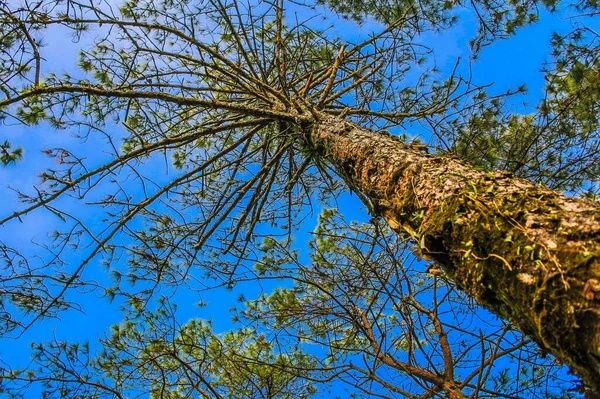 Parc National Phurua Thaïlande Loei — Photo