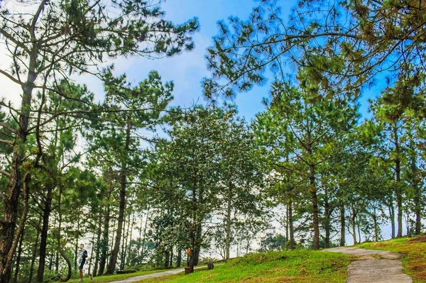 Phurua Ulusal Parkı Loei Tayland — Stok fotoğraf