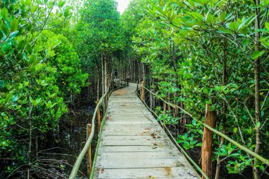 Mangrove Ormanı, Trat, Tayland 