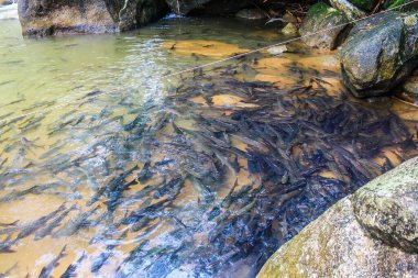 Phlio Şelalesi, Chanthaburi, Tayland