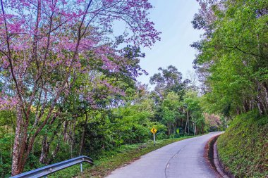 Vahşi Himalaya kirazı, Chiang Rai, Tayland