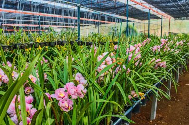 Doi Pha Mon, Chiang Rai # thailand # seyahat