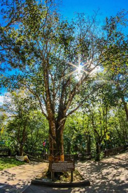 Phra Doi Tung, Chiang Rai, T, # Tayland, seyahat 