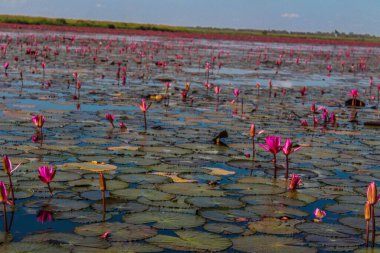 Kızıl su zambağı, Udonthani, Tayland
