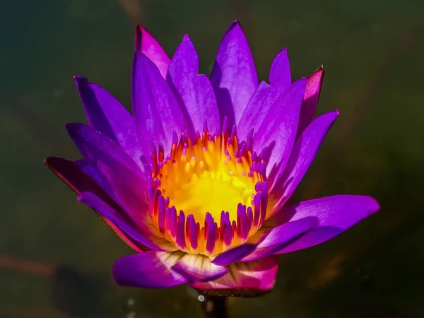 Lotus Bloem Eenvoudige Achtergrond — Stockfoto