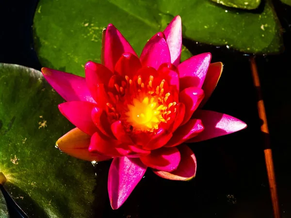 Lotus Fleur Fond Simple — Photo