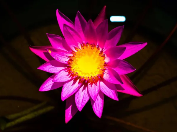Lotus Virág Egyszerű Háttér — Stock Fotó