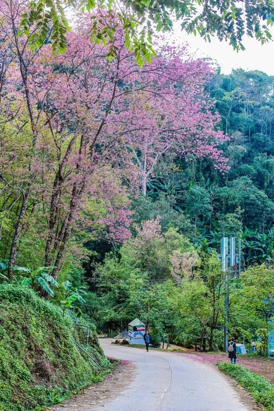 Divoká Himálajská Třešeň Chiang Rai Thajsko — Stock fotografie