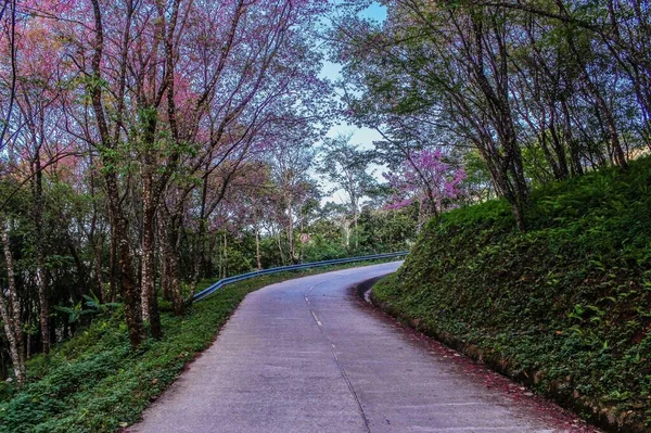 野生喜马拉雅山樱桃 — 图库照片