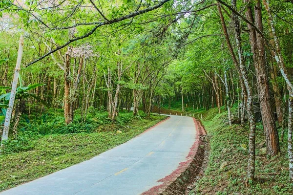 Divoká Himálajská Třešeň Chiang Rai Thajsko — Stock fotografie