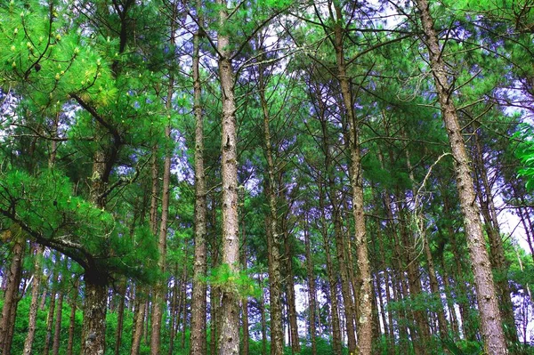 Pine Forest Simple Background — Stock Photo, Image