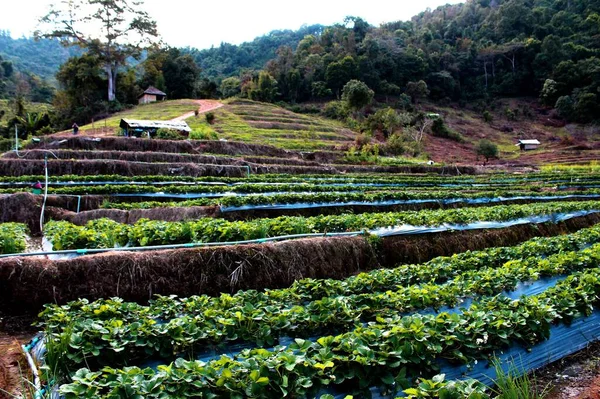 Pha Dok徐滝 前Klangルアンビレッジ 土井Intanon国立公園 チェンマイ県 — ストック写真