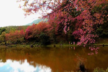 Kiraz çiçekleri Sakura Tayland