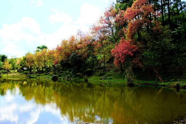 Kiraz çiçekleri Sakura Tayland